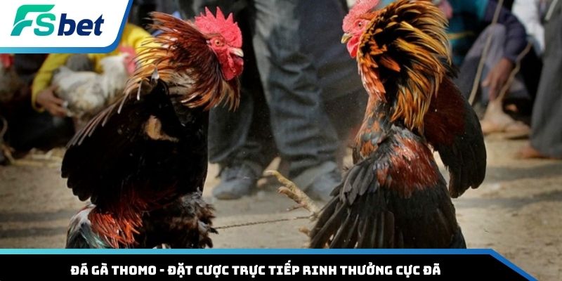 Đá gà thomo