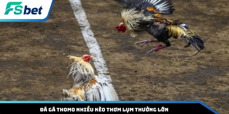 Đá gà Thomo nhiều kèo thơm lụm thưởng lớn