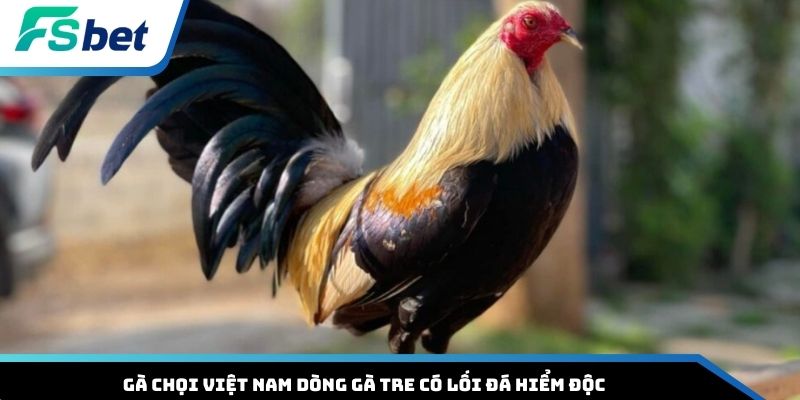 Gà chọi Việt Nam dòng gà tre có lối đá hiểm độc