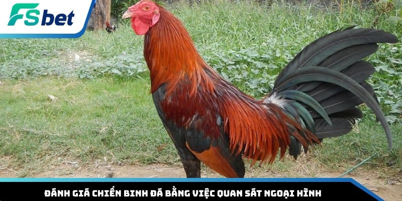 Đánh giá chiến binh đá bằng việc quan sát ngoại hình
