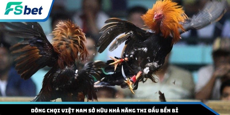 Dòng chọi Việt Nam sở hữu khả năng thi đấu bền bỉ