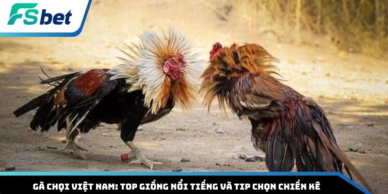 Gà chọi Việt Nam