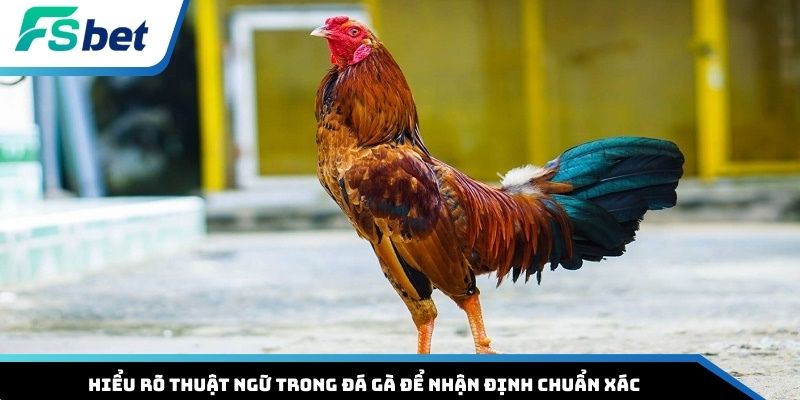 Hiểu rõ thuật ngữ trong đá gà để nhận định chuẩn xác