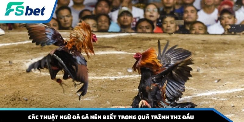 Các thuật ngữ đá gà nên biết trong quá trình thi đấu