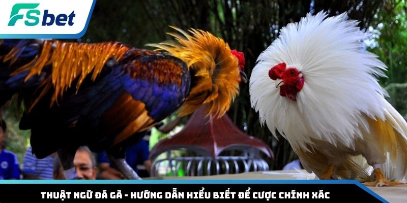 Thuật ngữ đá gà